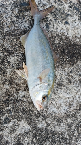 ショゴの釣果