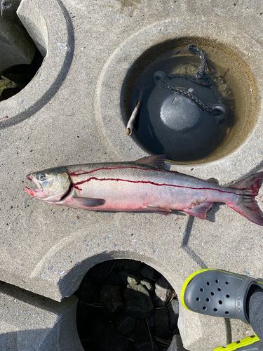 サケの釣果