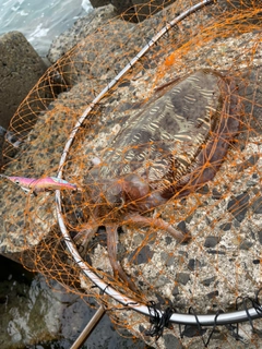 モンゴウイカの釣果