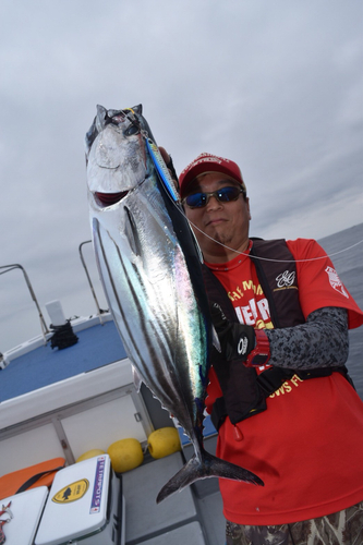 カツオの釣果