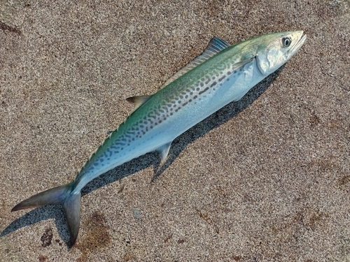 サゴシの釣果