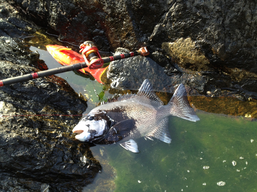 イシガキダイの釣果