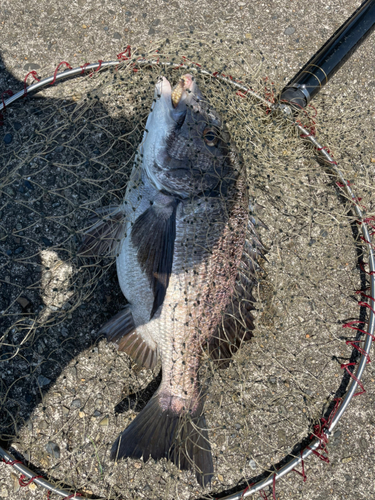 クロダイの釣果