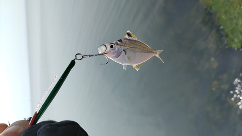 ヒイラギの釣果