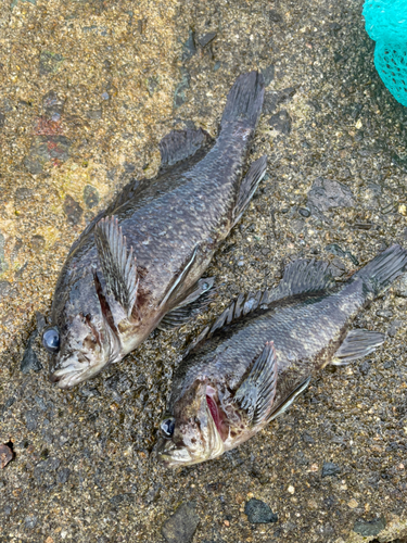 メバルの釣果