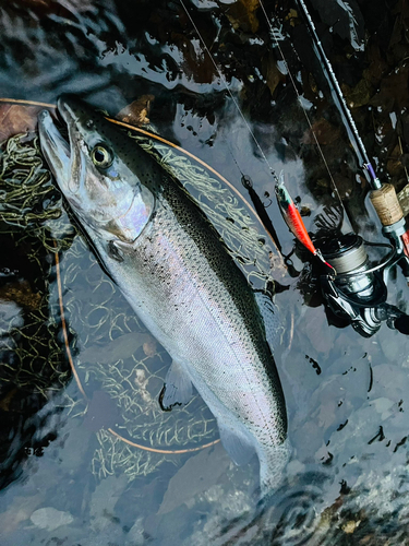 ニジマスの釣果