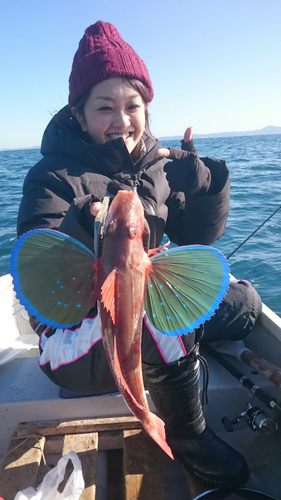 ホウボウの釣果