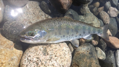 ヤマメの釣果