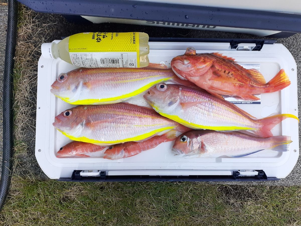 マヒロさんの釣果 1枚目の画像