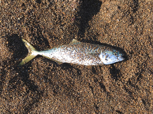 ワカシの釣果