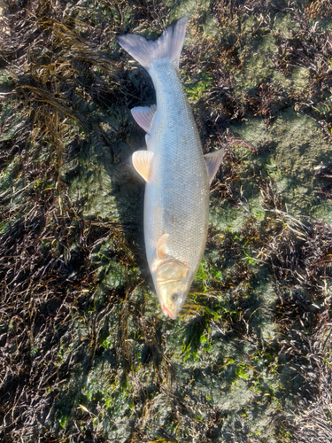 ウグイの釣果