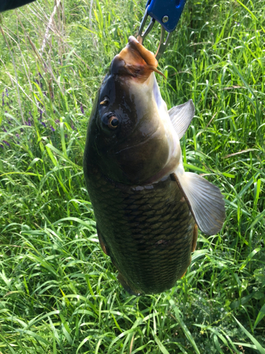 コイの釣果