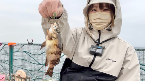 メバルの釣果