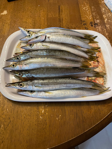 カマスの釣果