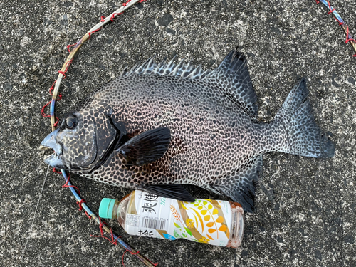 イシガキダイの釣果