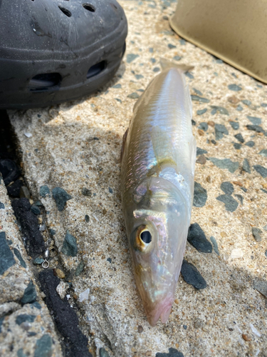 キスの釣果