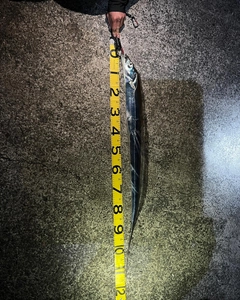 タチウオの釣果