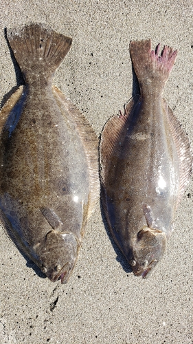 ヒラメの釣果