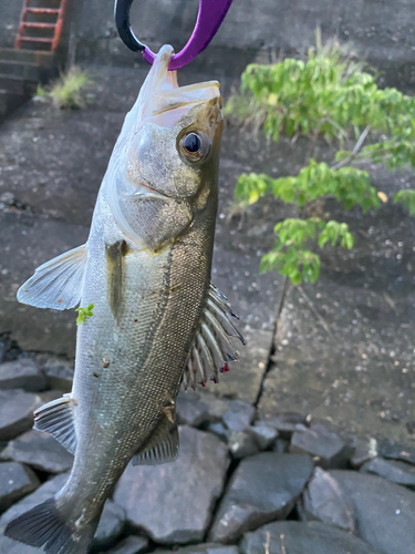 セイゴ（マルスズキ）の釣果