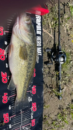 ブラックバスの釣果