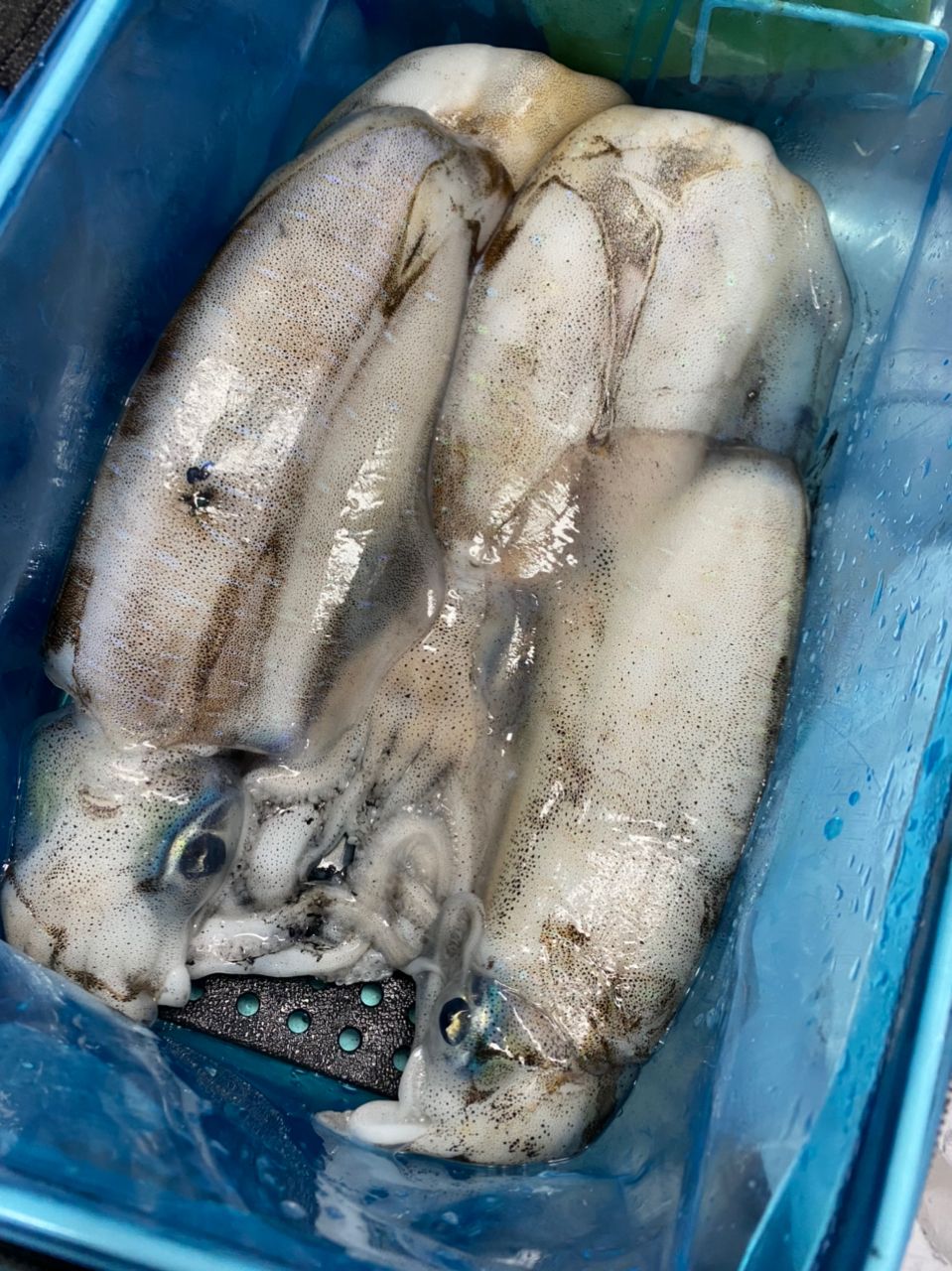 うめぞ〜さんの釣果 2枚目の画像