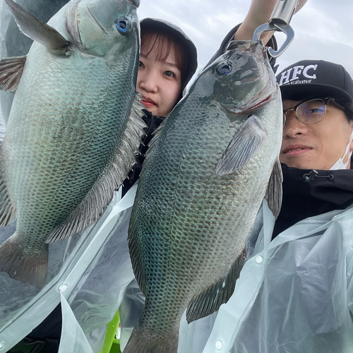 メジナの釣果