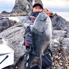 クロの釣果