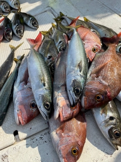 マダイの釣果