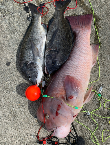 コブダイの釣果