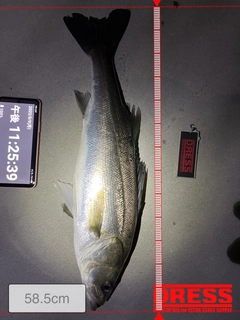 シーバスの釣果