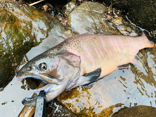 ヤマメの釣果