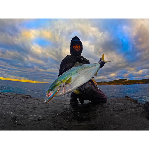 ヤズの釣果