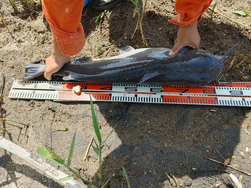 アメリカナマズの釣果