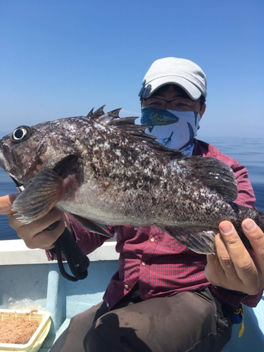 クロソイの釣果