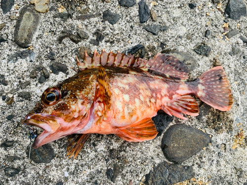 カサゴの釣果