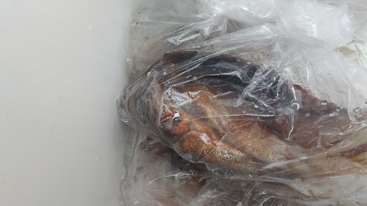 鯵子さんの釣果 1枚目の画像