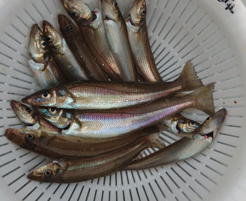 シロギスの釣果