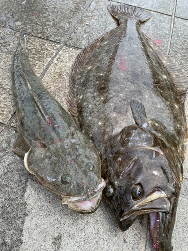 ヒラメの釣果