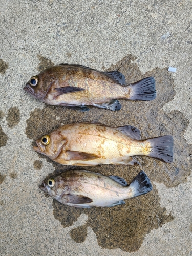 メバルの釣果