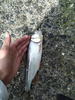 ハスの釣果