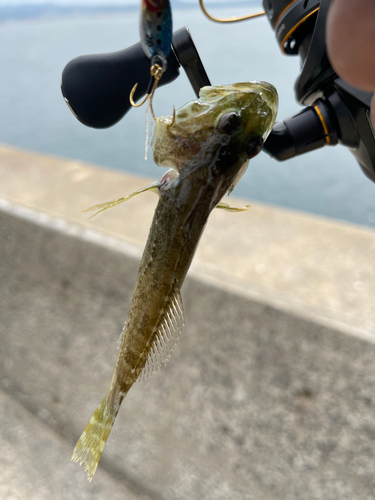 ネンブツダイの釣果