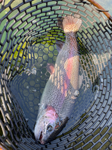 ヤシオマスの釣果