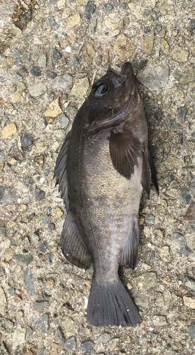 メバルの釣果