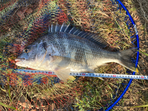 チヌの釣果