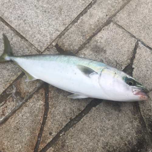 ハマチの釣果