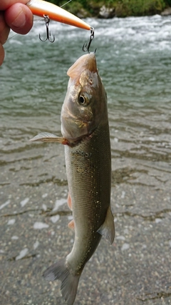 ウグイの釣果