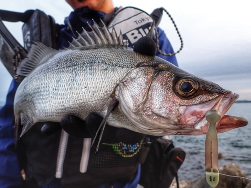 ヒラスズキの釣果