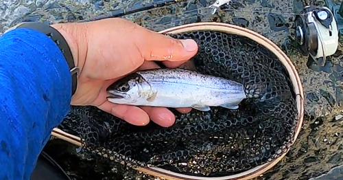 ヤマメの釣果