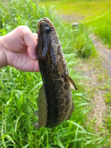 ライギョの釣果