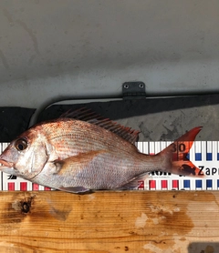 マダイの釣果